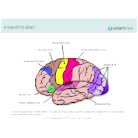 Areas of the Brain