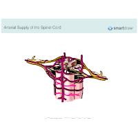Arterial Supply of the Spinal Cord