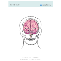 Brain & Skull - Anterior View