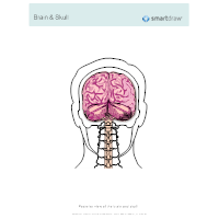 Brain & Skull - Posterior View