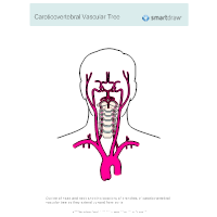 Caroticovertebral Vascular Tree