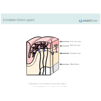 Cerebellar Cortex Layers