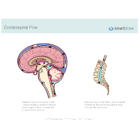 Cerebrospinal Flow