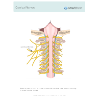 Cervical Nerves