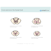 Cross-sections of the Spinal Cord