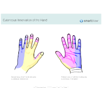 Cutaneous Innervation of the Hand