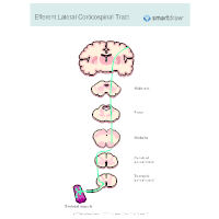 Efferent Lateral Corticospinal Tract