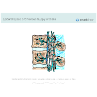 Epidural Space and Venous Supply of Disks