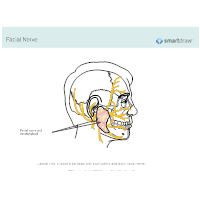 Facial Nerve and Parotid Gland