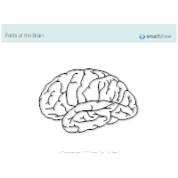 Folds of the Brain