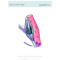 Golgi Tendon Organ