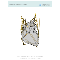 Innervation of the Heart