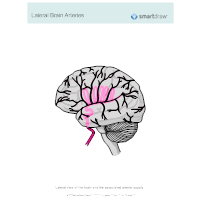Lateral Brain Arteries