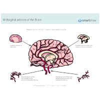 Midsagittal Arteries of the Brain