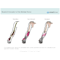 Muscle Innervation of the Median Nerve