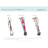 Muscle Innervation of the Radial Nerve