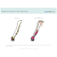 Muscle Innervation of the Ulnar Nerve