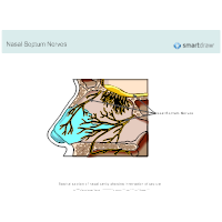 Nasal Septum Nerves