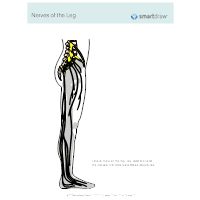 Nerves of the Leg