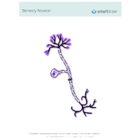 Sensory Neuron