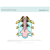 Spinal Cord & Meninges
