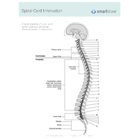 Spinal Cord Innervation