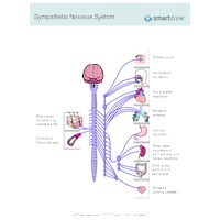 Sympathetic Nervous System Diagram