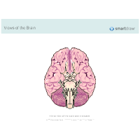 The Brain - Inferior View