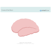 The Brain - Lateral Outline
