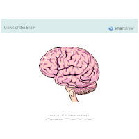 The Brain - Lateral View - 1