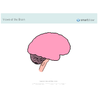 The Brain - Lateral View - 2