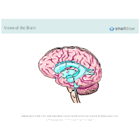 The Brain - Lateral View with Ventricular System