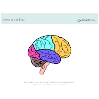 The Brain - Lobes