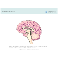 The Brain - Sagittal Section