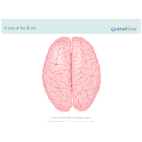 The Brain - Superior View