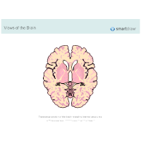 The Brain - Transverse Section