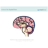 Veins of the Sagittal Brain