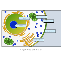 Organelles of a Cell - Biology Diagram